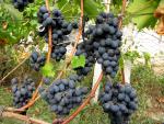 veseloe vinograd
